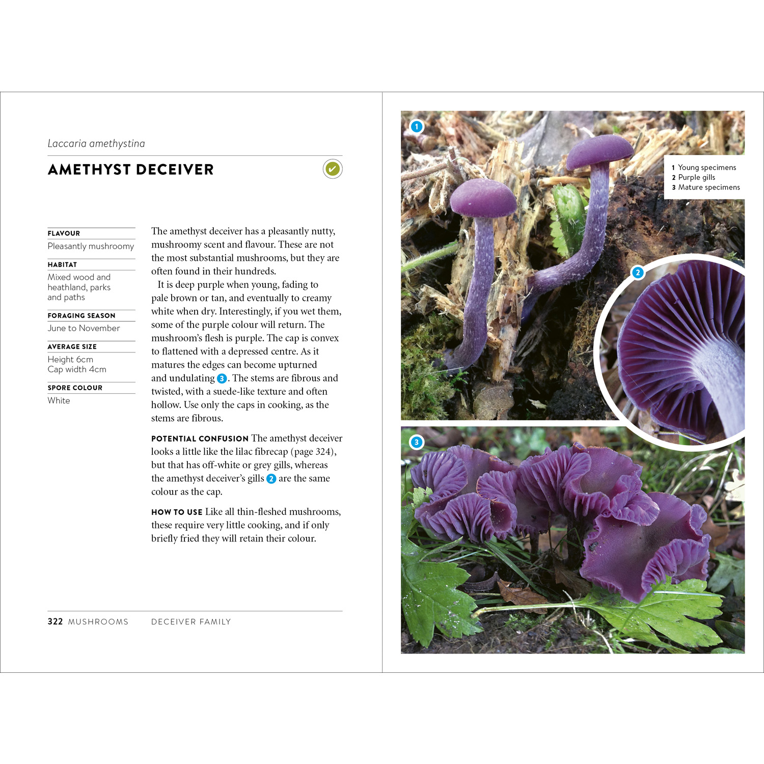 Foraging Pocket Guide Hardback Edition - Image 8