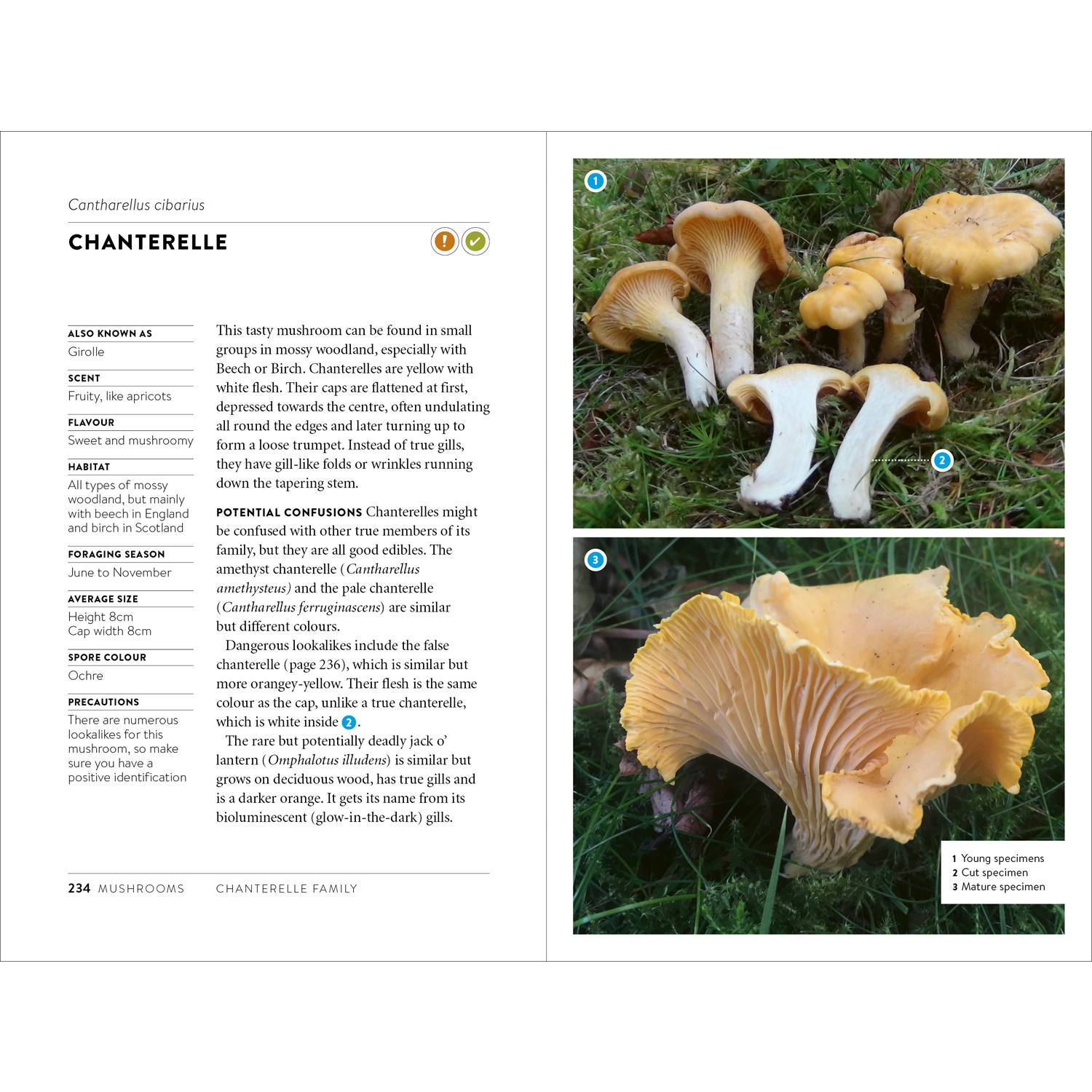 Foraging Pocket Guide Hardback Edition - Image 7