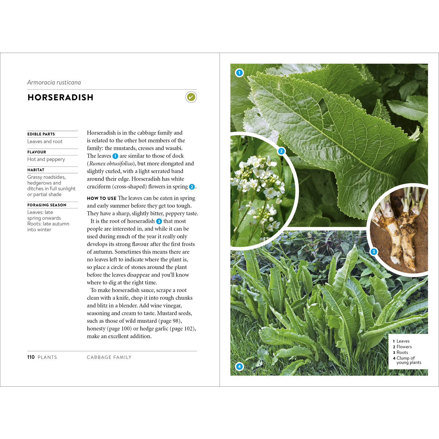 Foraging Pocket Guide Hardback Edition - Image 5