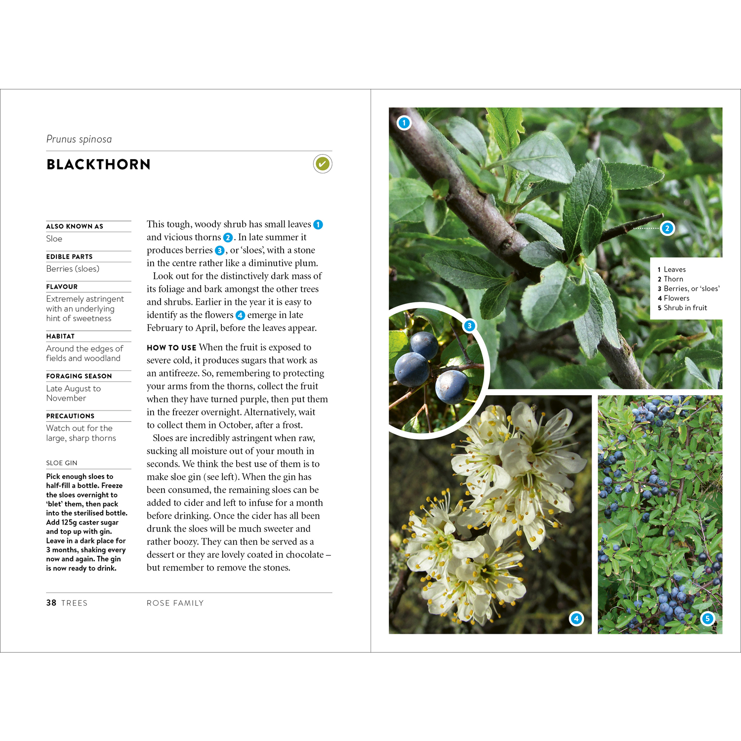Foraging Pocket Guide Hardback Edition - Image 4