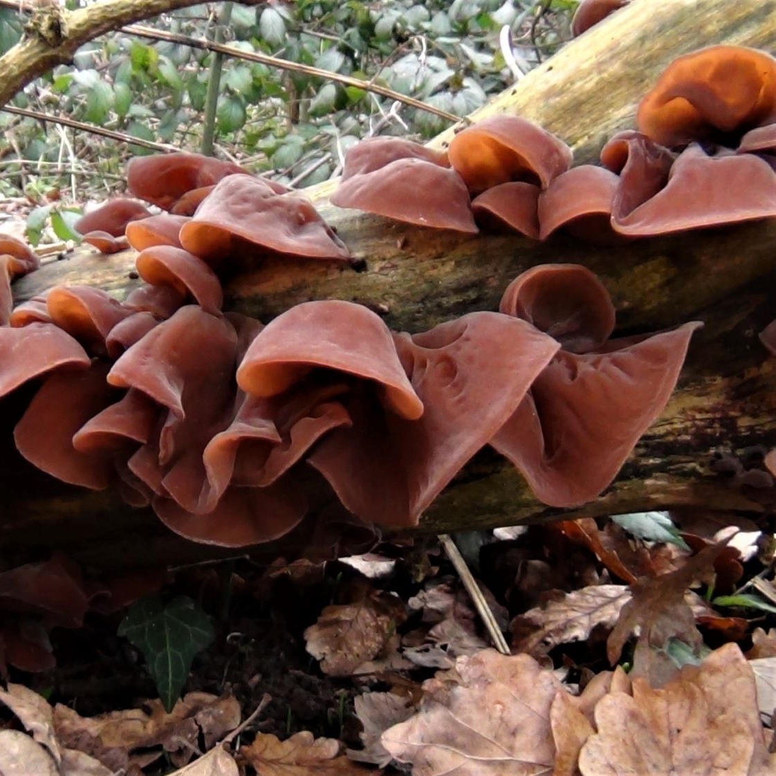 Wood Ear