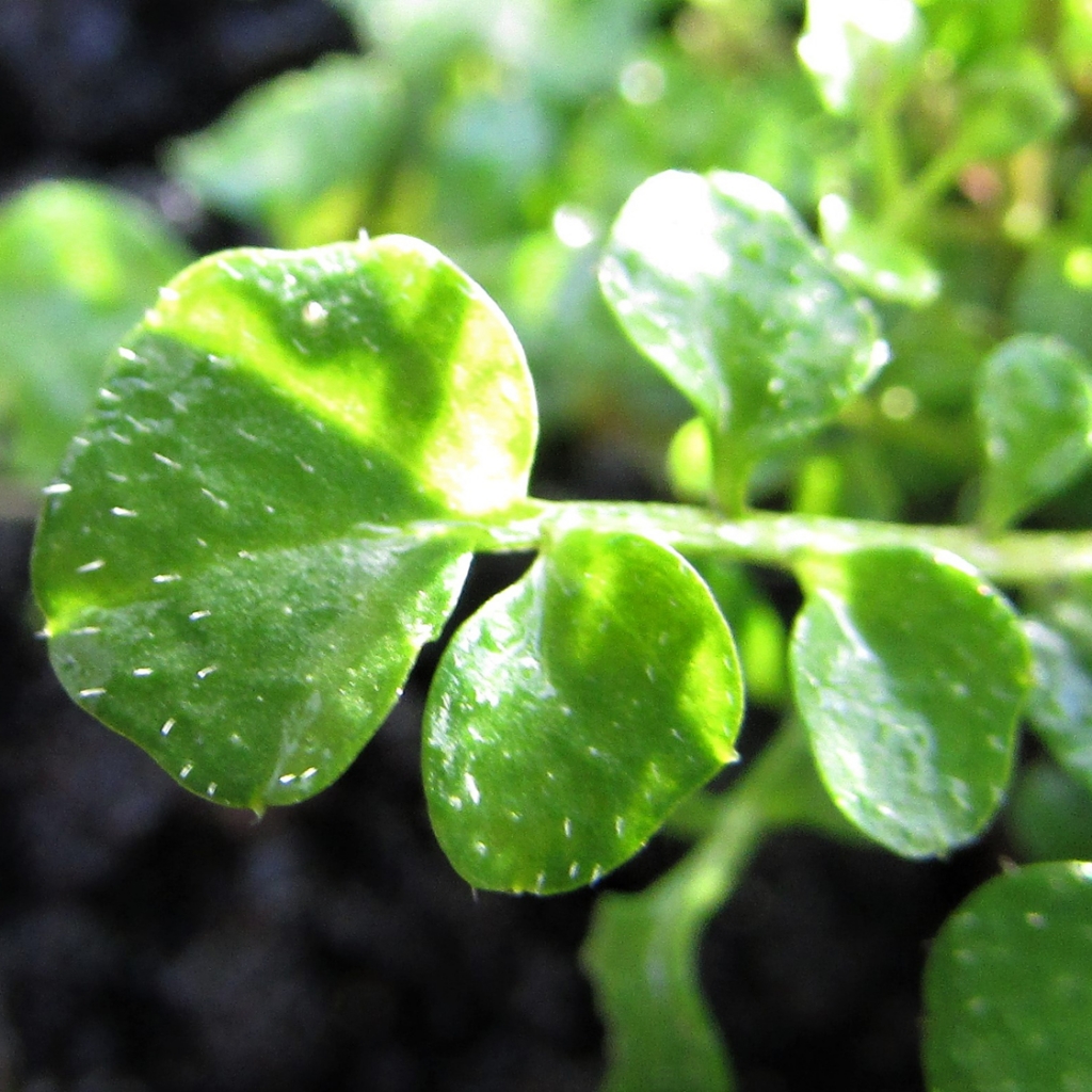 Hairy Bittercress