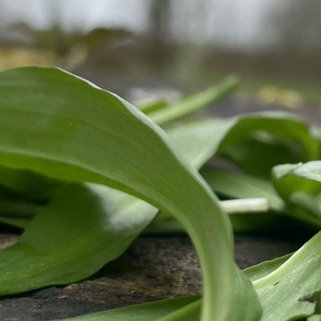 Wild Garlic