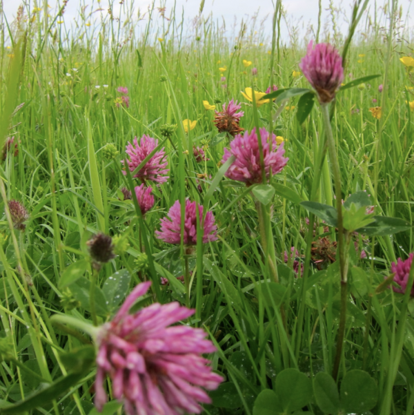 Red Clover