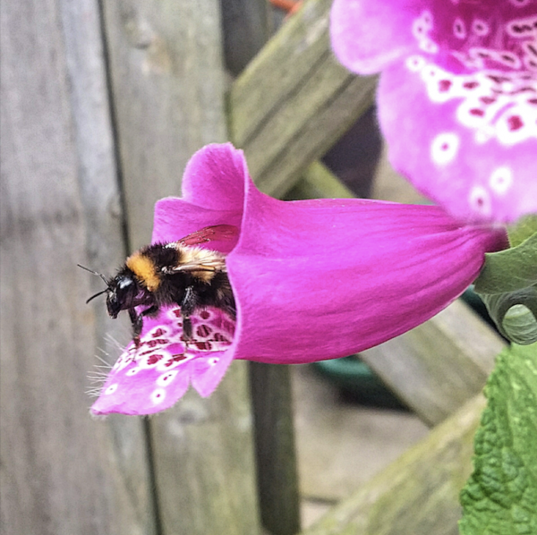 Seedball Foxglove