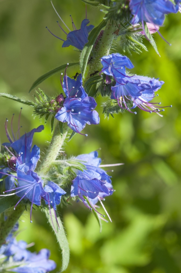 Viper’s Bugloss