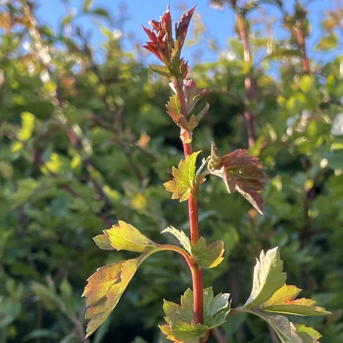 hawthorn