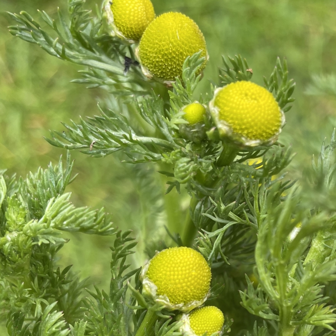 Pineapple Weed