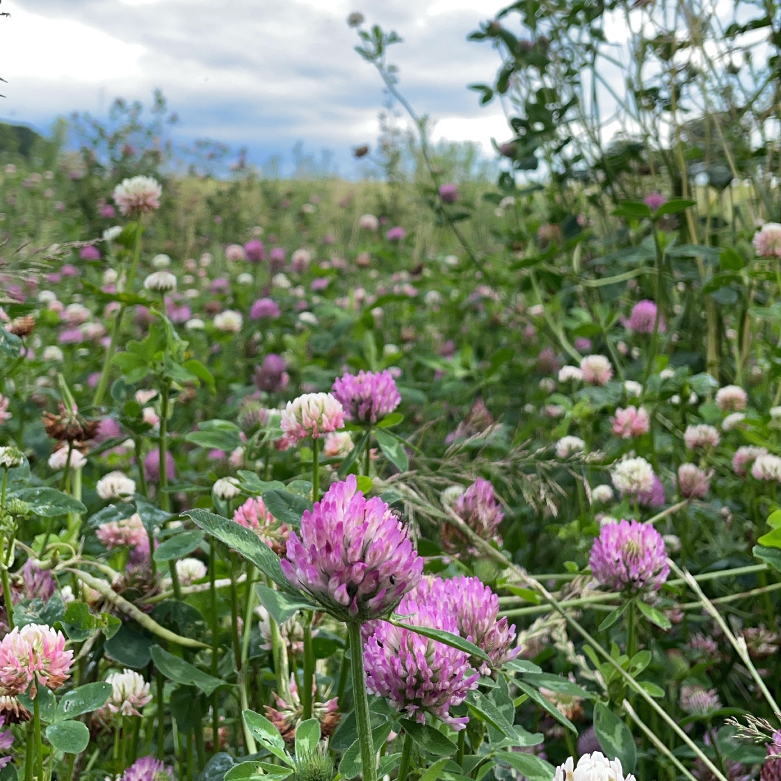 Clover Field