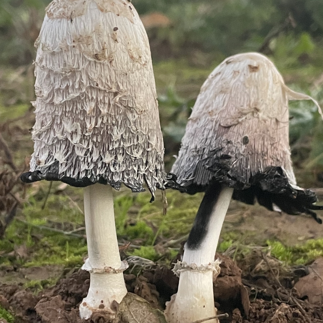 Shaggy Ink Cap