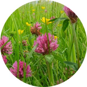 Red Clover