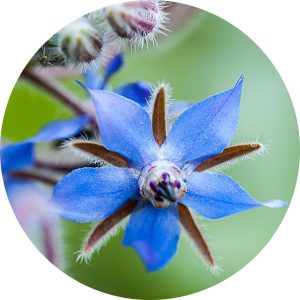 Borage