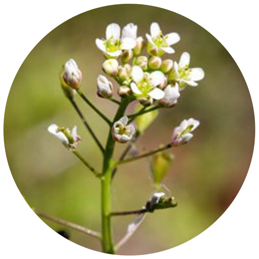 shepherds purse