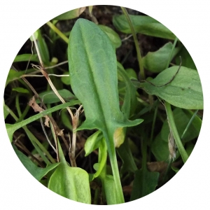 Sheep sorrel