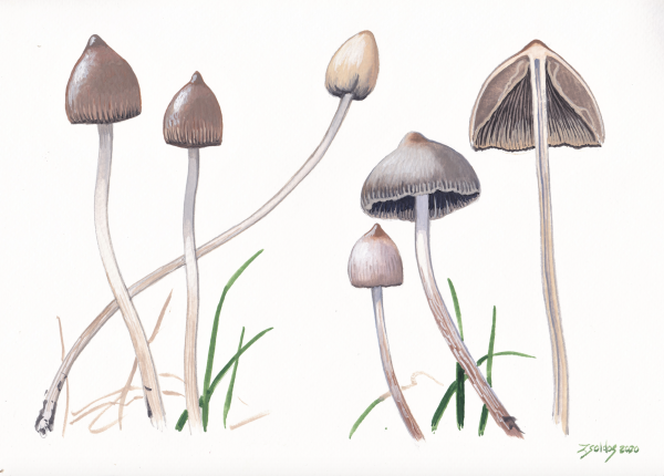 Liberty Cap (Psilocybe semilanceata)