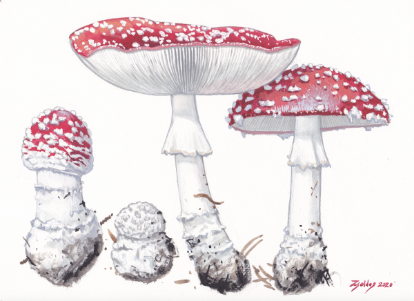 Fly Agaric (Amanita muscaria)