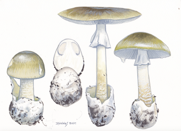 Death Cap (Amanita Phalliodes)