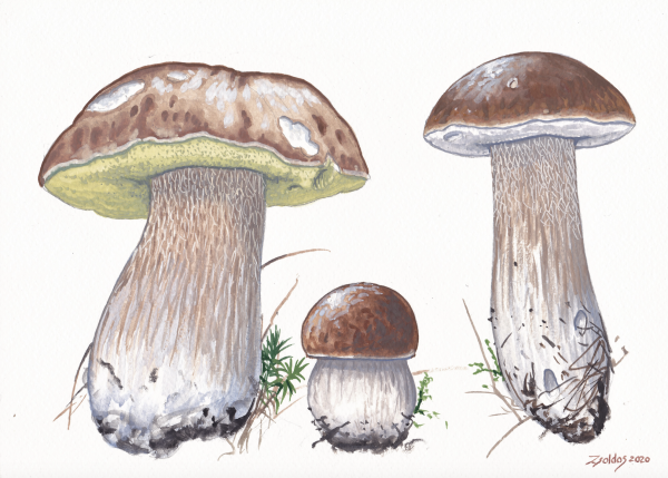 Penny Bun (Boletus edulis) Artist Print