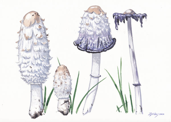 Shaggy Inkcap (Coprinus comatus)