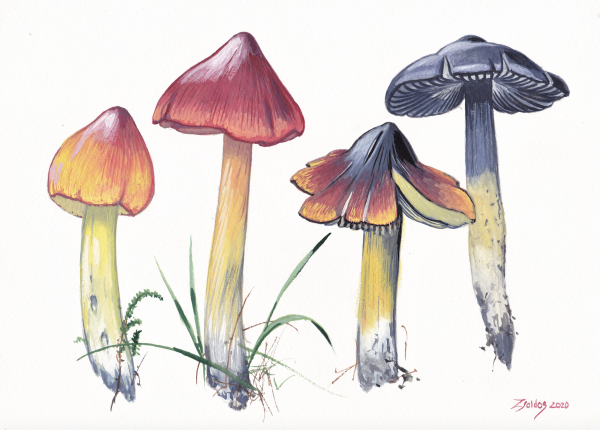 Meadow Waxcap (Cuphophyllus pratensis)