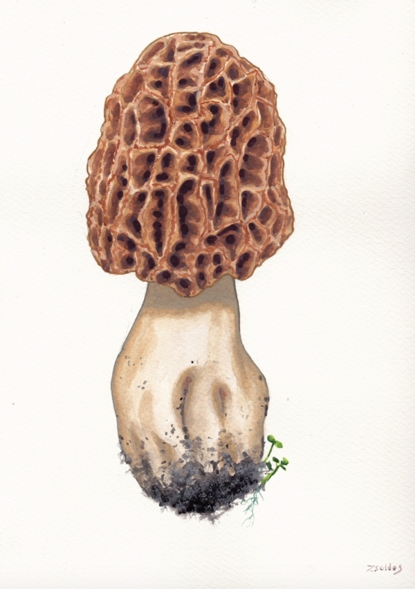 Morel (Morchella)