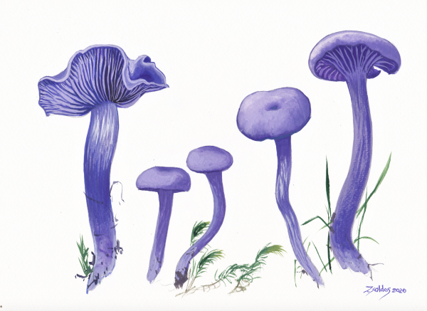 Amethyst Deceiver (Laccaria amethystina)