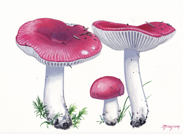 Sickners (Russula emetica, Russula nobilis)