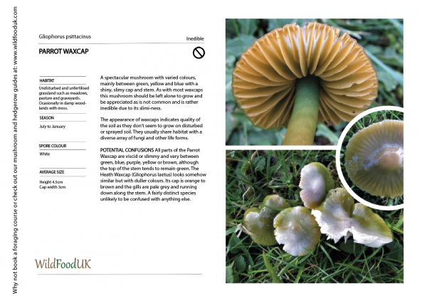 Parrot Waxcap