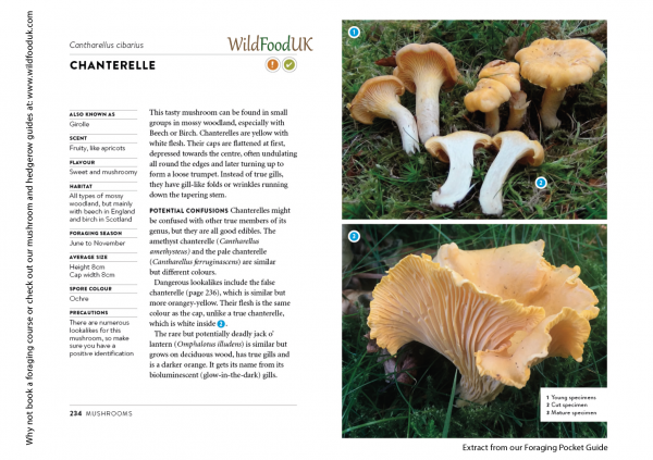 Chanterelle book insert