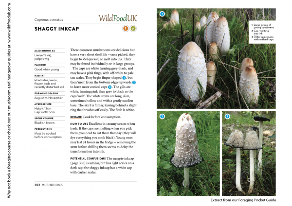 Shaggy Inkcap Book Insert