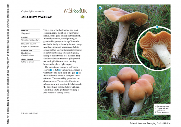 Meadow Waxcap Book Insert