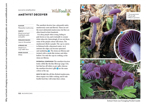 Amethyst Deceiver Book Insert