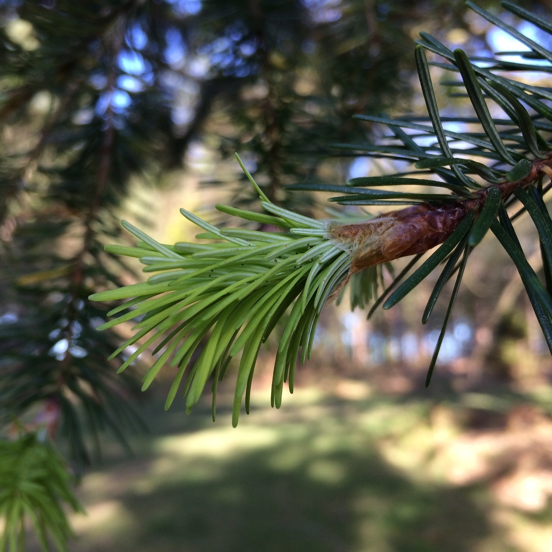 douglas-fir-tips