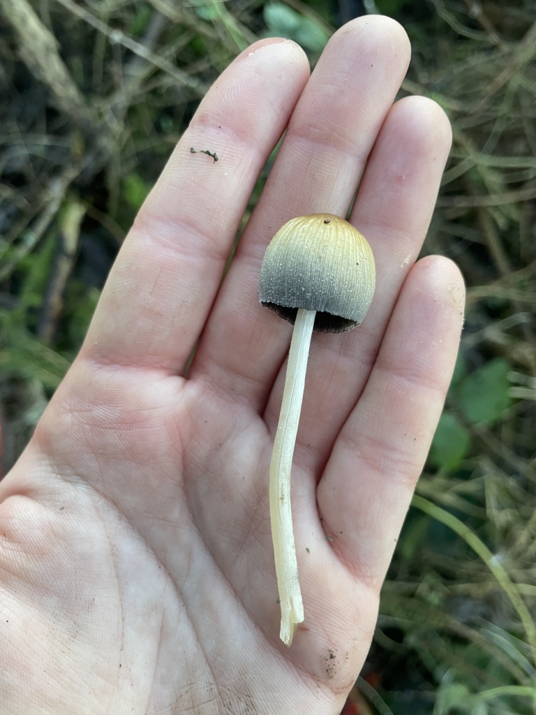 Glistening Ink Cap