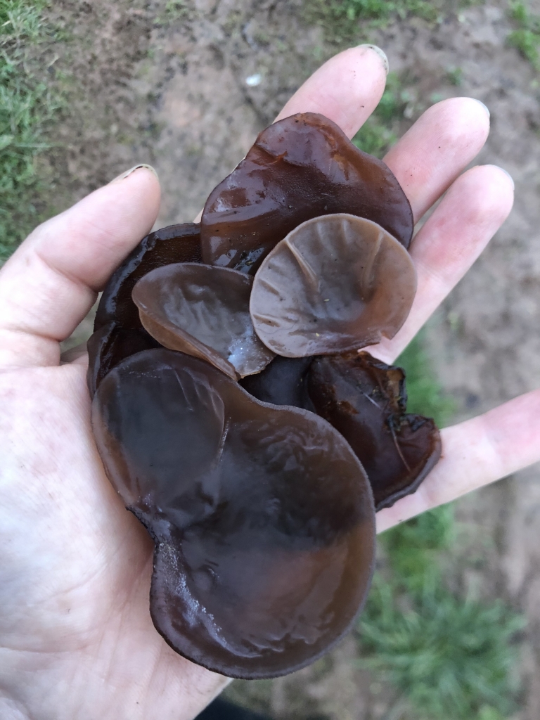 Wood Ear