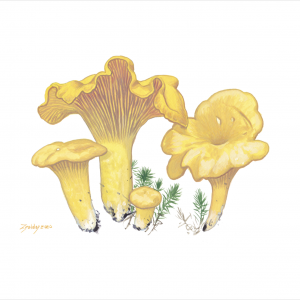 Chanterelle (Cantharellus cibarius) Artist Print