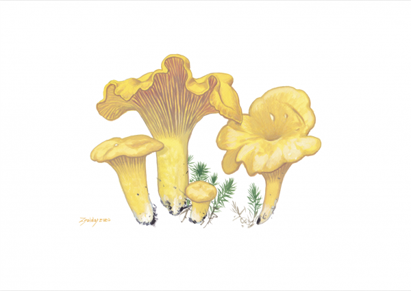 Chanterelle (Cantharellus cibarius) Artist Print