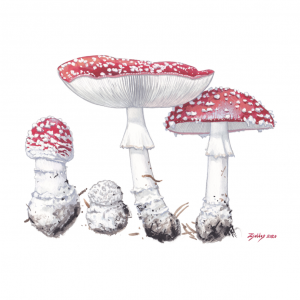 Fly Agaric (Amanita muscaria)