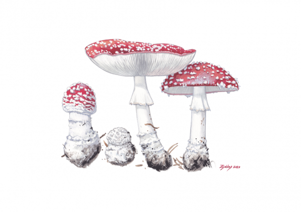 Fly Agaric (Amanita muscaria)