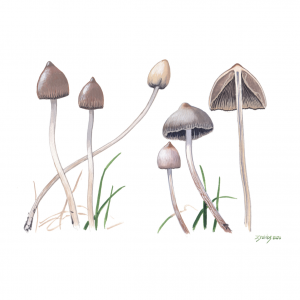 Liberty Cap (Psilocybe semilanceata)