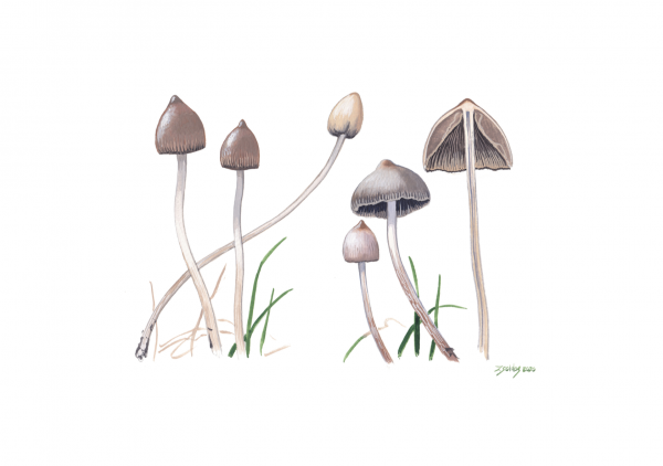 Liberty Cap (Psilocybe semilanceata)