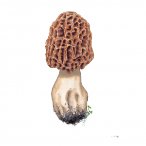 Morel (Morchella)