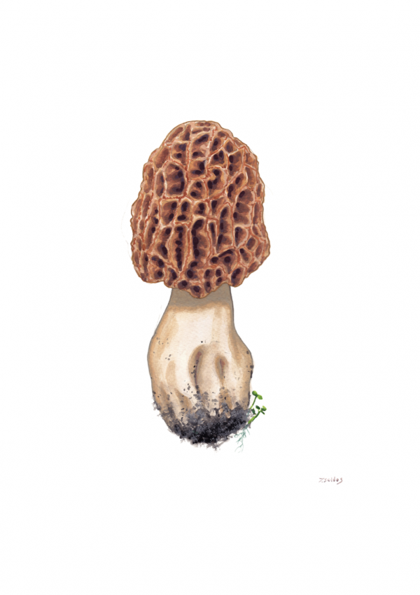 Morel (Morchella)