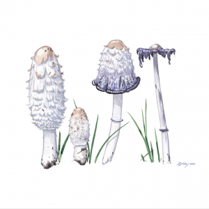 Shaggy Inkcap (Coprinus comatus)