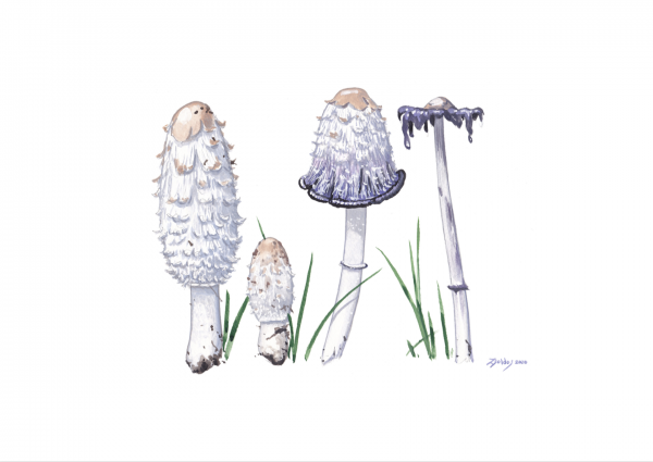 Shaggy Inkcap (Coprinus comatus)