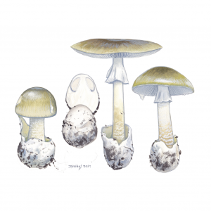 Death Cap (Amanita Phalliodes)