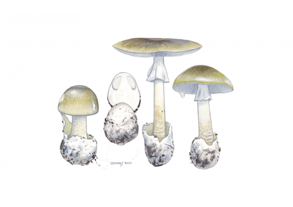 Death Cap (Amanita Phalliodes)