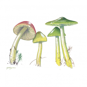 Parrot waxcap Print