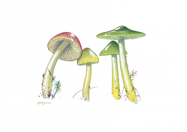 Parrot waxcap Print