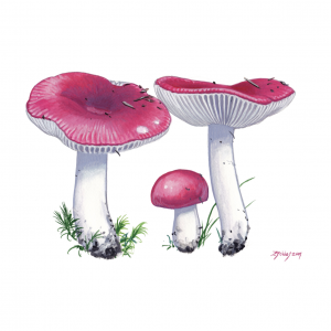 Sickners (Russula emetica, Russula nobilis)